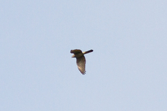 Accipiter nisus