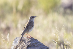 Certhilauda semitorquata