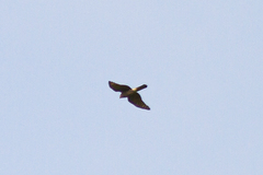 Accipiter nisus