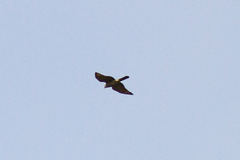 Accipiter nisus