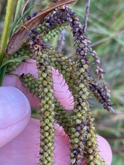 Carex lessoniana