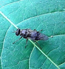 Adoxomyia