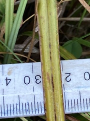 Carex lessoniana