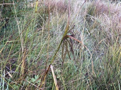 Carex lessoniana