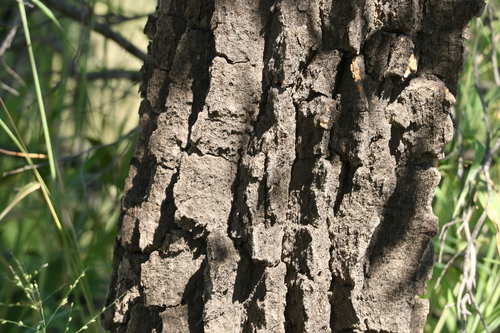 Image of Capparis canescens by (c) Greg Tasney, some rights reserved (CC BY-SA)