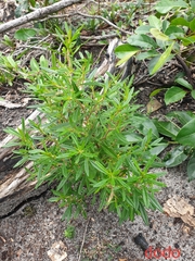 Dodonaea viscosa viscosa