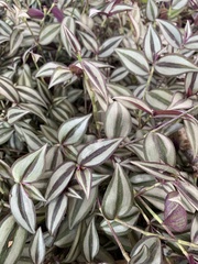 Tradescantia zebrina zebrina