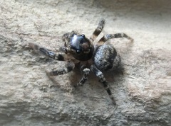 Salticidae