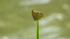 Junonia atlites atlites