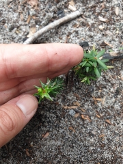 Epacris longiflora