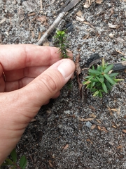 Epacris longiflora