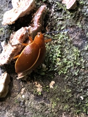 Ellipticus dorbignyi