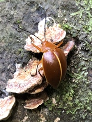 Ellipticus dorbignyi