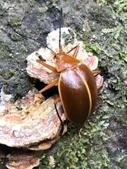 Ellipticus dorbignyi