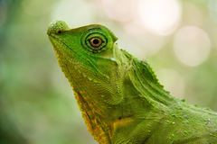 Lyriocephalus scutatus