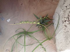 Dipcadi brevifolium