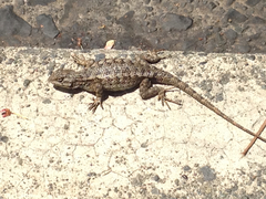 Sceloporus occidentalis