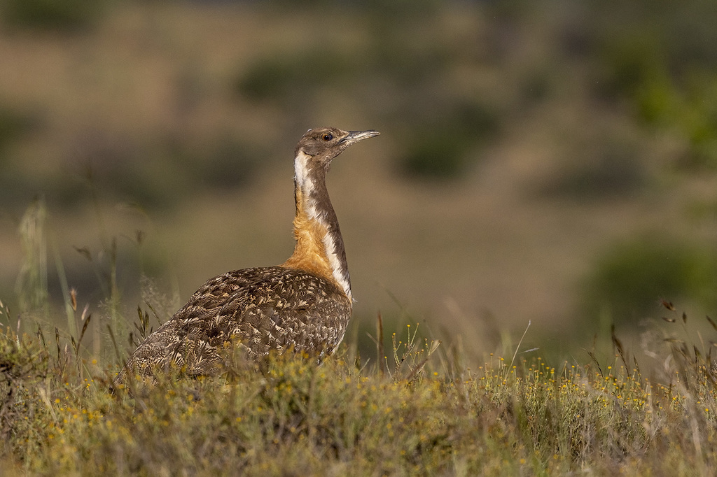 Ludwig's Bustard