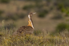 Ludwig's Bustard photo 1