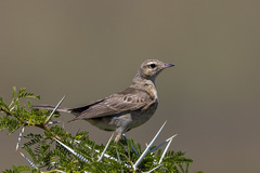 Anthus nicholsoni nicholsoni