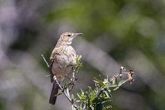 Certhilauda semitorquata