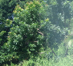 Protorhus longifolia