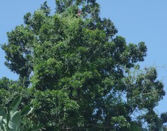 Protorhus longifolia