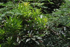 Protorhus longifolia