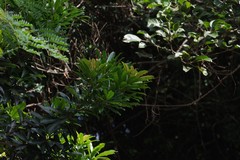 Protorhus longifolia