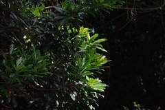 Protorhus longifolia