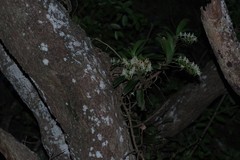 Cyrtorchis arcuata arcuata