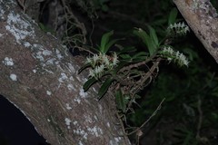 Cyrtorchis arcuata arcuata