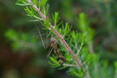 Gynoplistia magnifica