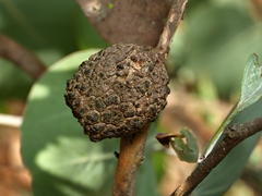 Apiomorpha strombylosa