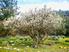 Pyrus elaeagrifolia