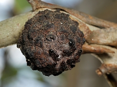 Apiomorpha strombylosa