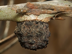 Apiomorpha strombylosa