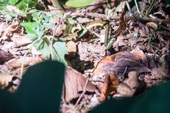 Dendrelaphis schokari