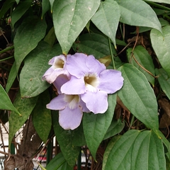 Thunbergia laurifolia