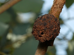Apiomorpha strombylosa