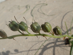 Dipcadi brevifolium