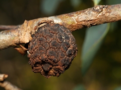 Apiomorpha strombylosa