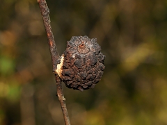 Apiomorpha strombylosa