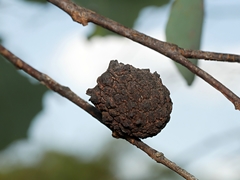 Apiomorpha strombylosa