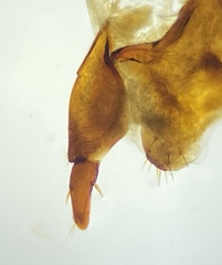 Pterostichus illustris