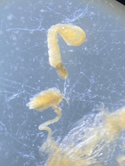 Pterostichus illustris