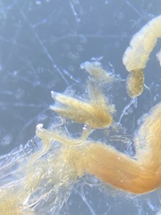 Pterostichus illustris