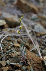 Streptanthus vernalis