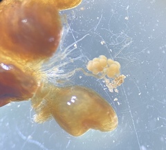 Pterostichus illustris