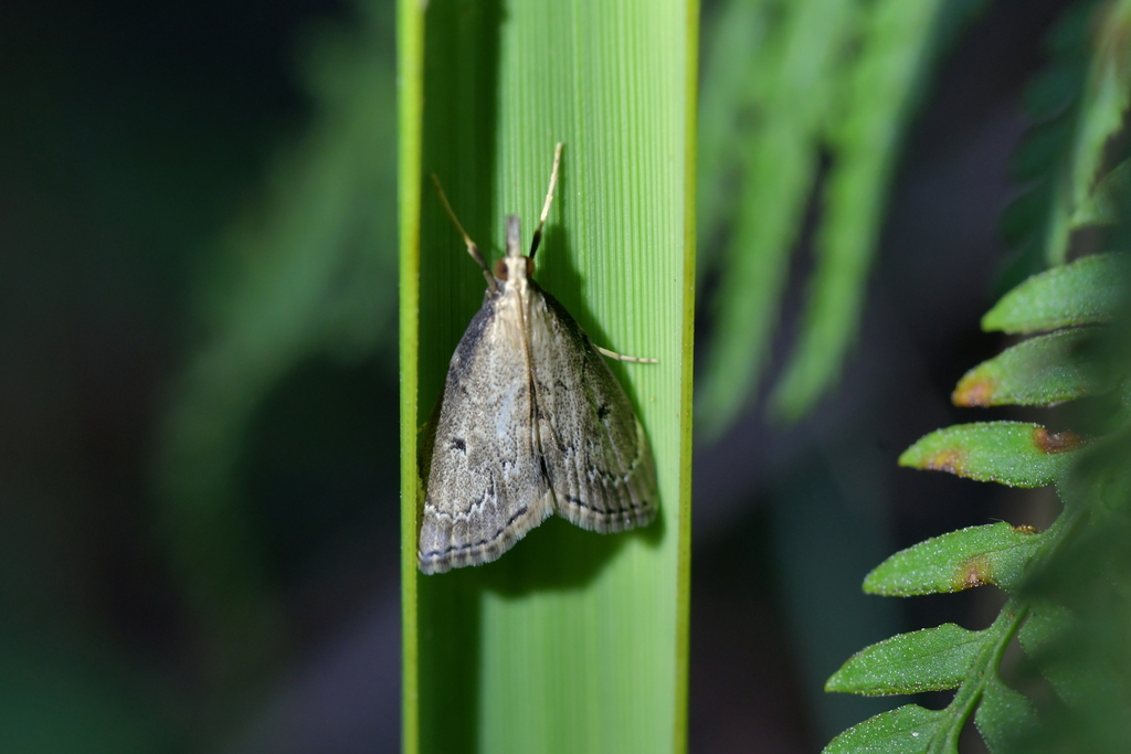 Clepsicosma iridia